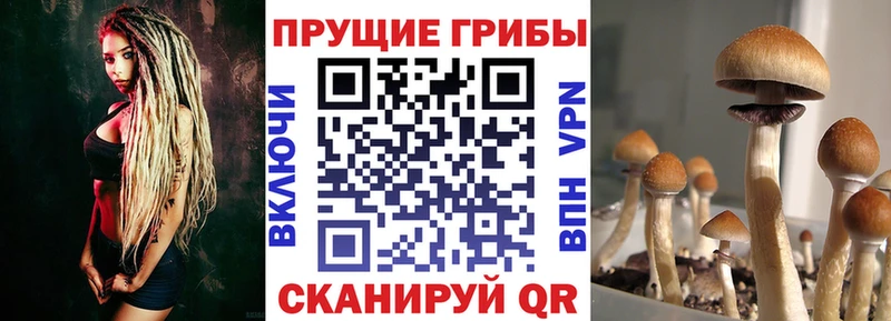 darknet как зайти  Мураши  Псилоцибиновые грибы Psilocybe 